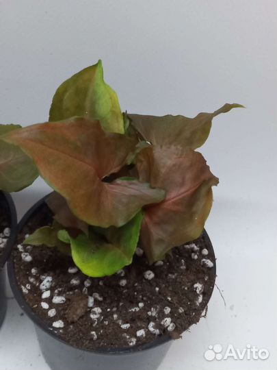 Сингониум Purple Beauty