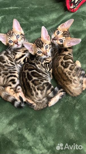 Бенгальские котята