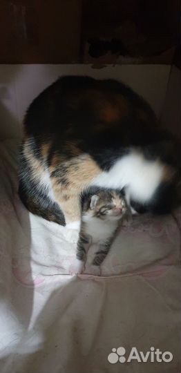 В добрые руки