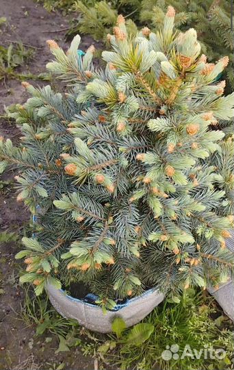 Ель голубая