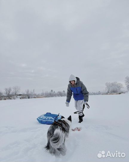Няня для собак (догситтер)