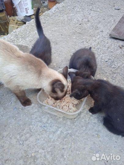 Котята сиамские кошечки