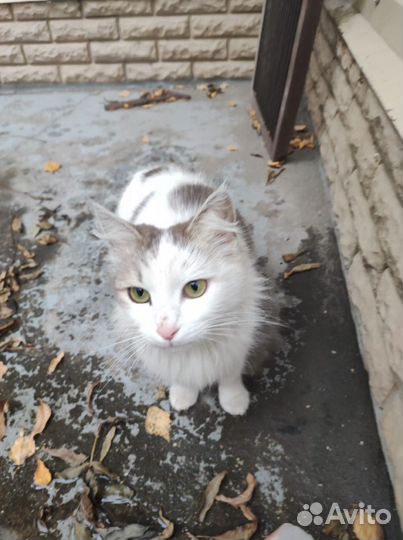 Кошка