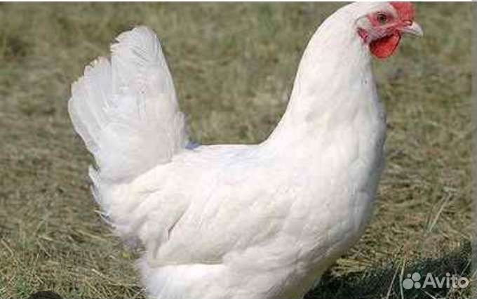 Отличная молодка белая, рыжая