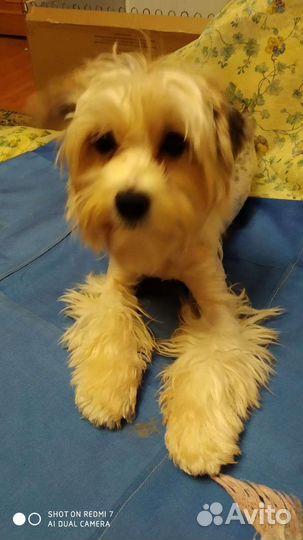 Бивер девочка 1год 2мес