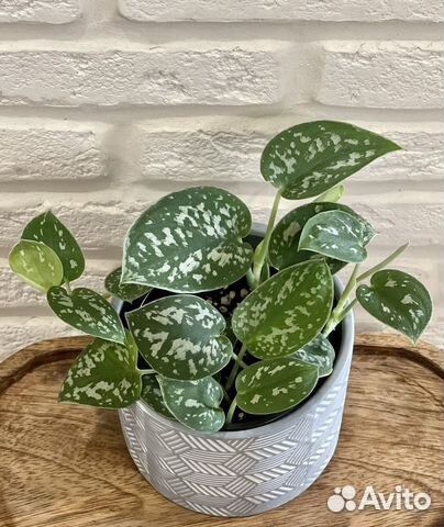 Сциндапсус пиктус аргиреус