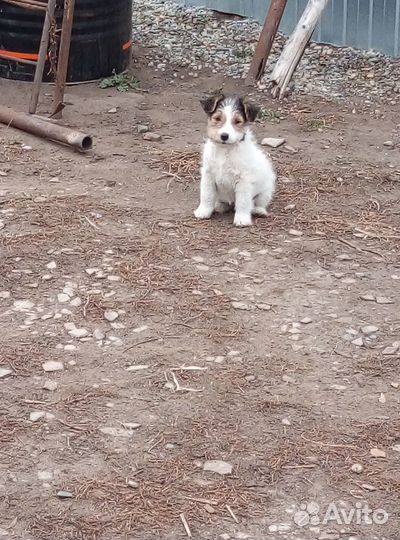 Щенки фокстерьеры