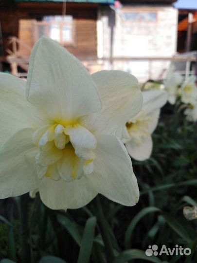 Луковицы нарциссов, тюльпанов, мускарей