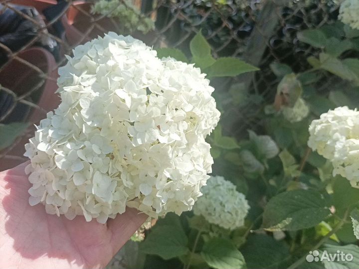 Гортензия анабель