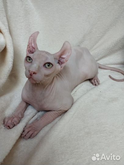 Эльф котенок