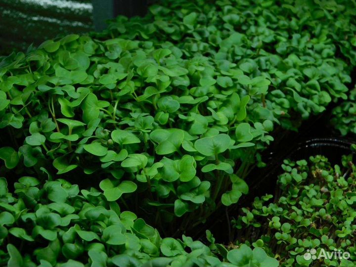 Микрозелень