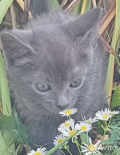 Котята помесь с голубой