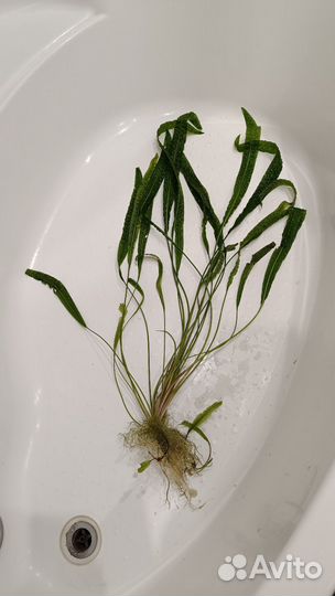 Водоросли для аквариума