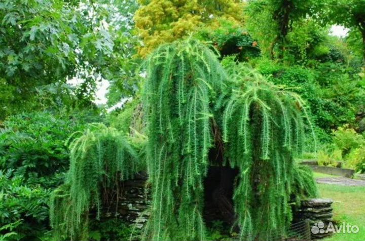 Лиственница Пендула европейская на штамбе