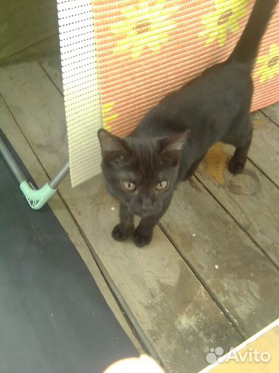 Домашние животные котята