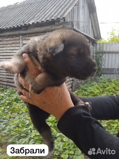 Щенки помесь