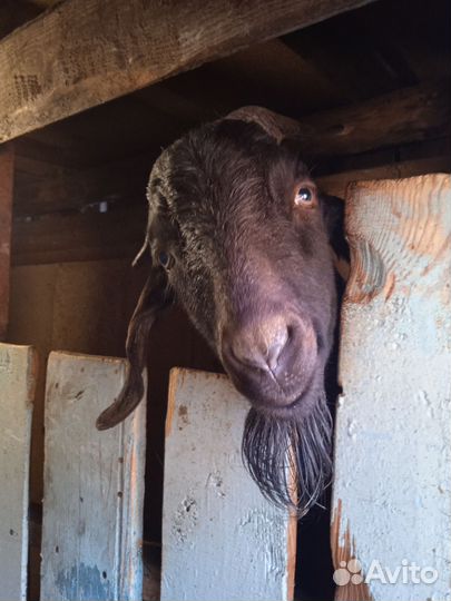 Козёл вязка