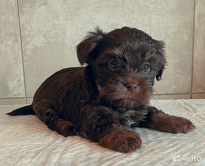 Девчонки - Хулиганки