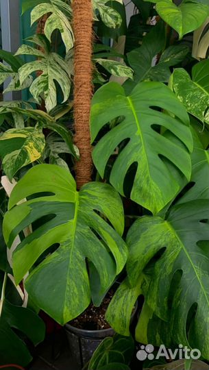 Монстера Грин он грин