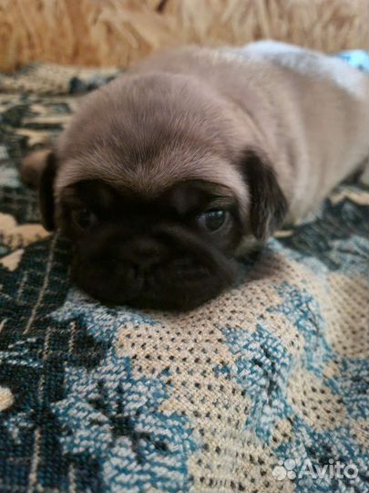 Щенки мопса девочки