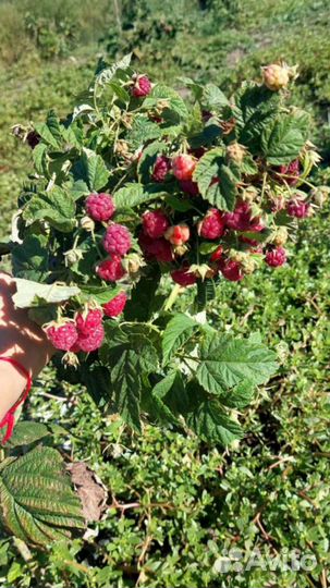 Саженцы Малины и Ежевики