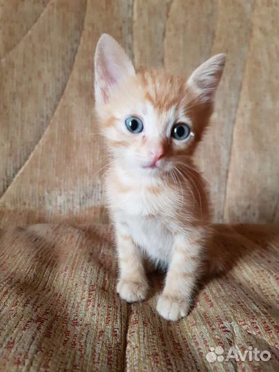 Сладкие масечки ждут маму