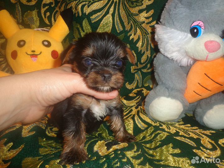 Малыши для вас