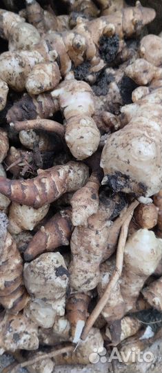 Топинамбур, земляная груша