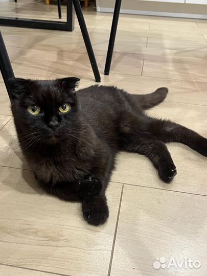 Шотландский вислоухий кот