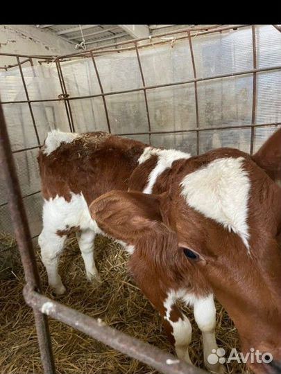 Бычки и телята мясной породы