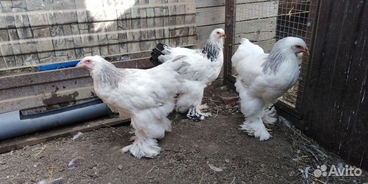 Яи и цыплята брамы и китайской шелковой