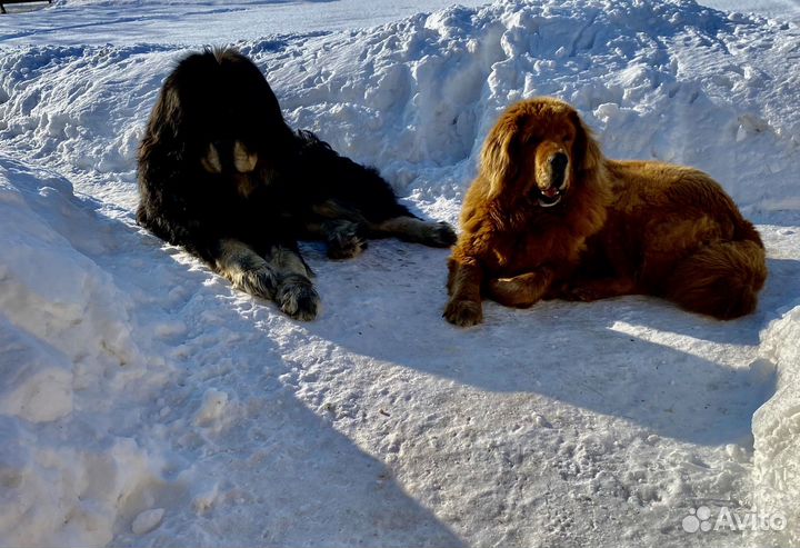 Тибетский мастиф щенки