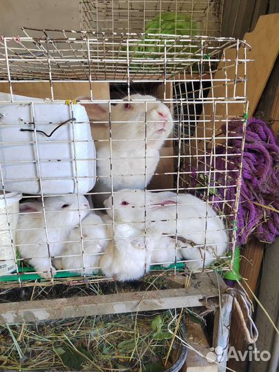 Крольчата