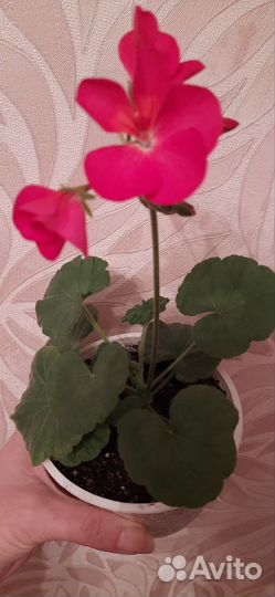 Пеларгония герань