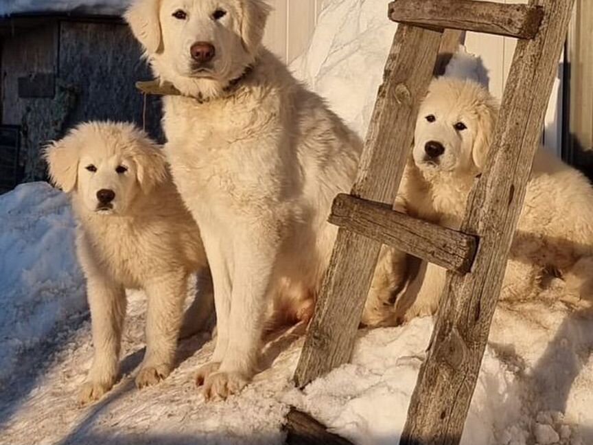 Собаки