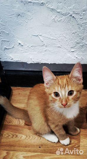 Котята в добрые руки приучены к лотку мальчики