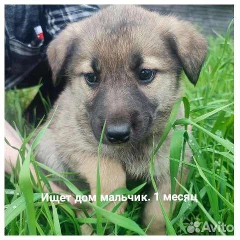 Щенок в добрые руки