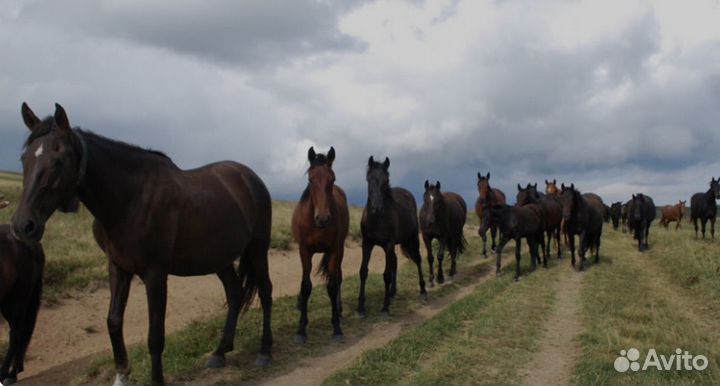 Работа лошадей