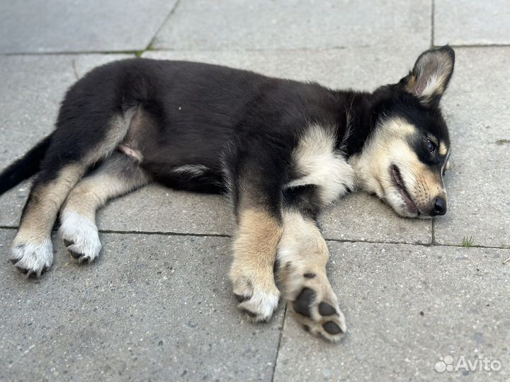 Алиса 2 месяца