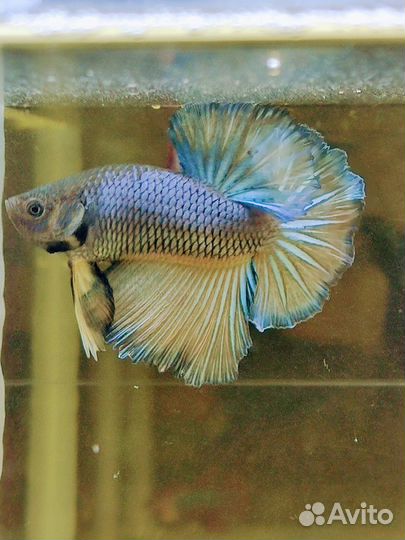 Рыбка петушок