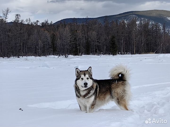 Аляскинский маламут вязка
