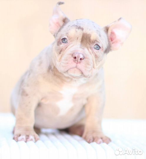 Щенки American Bully. Щенки Американского Булли