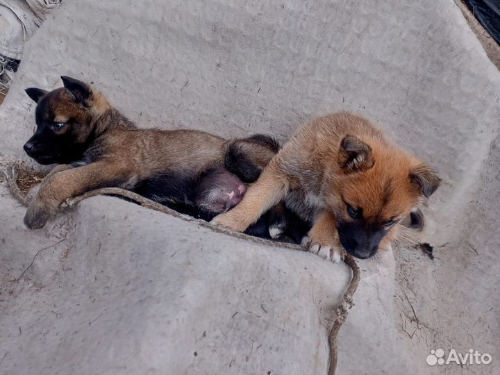 Щенки в добрые руки