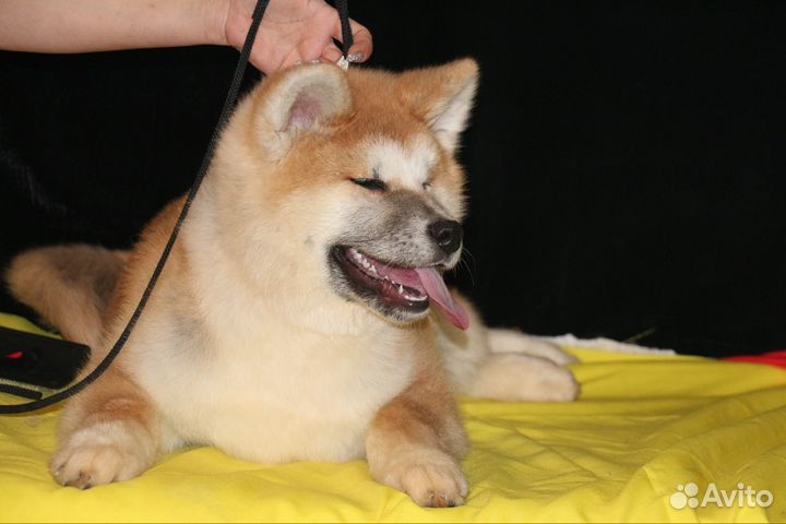 Шикарный мальчик Акиты