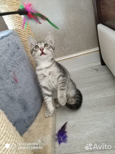 Котенок Симба невозможной красоты ищет семью