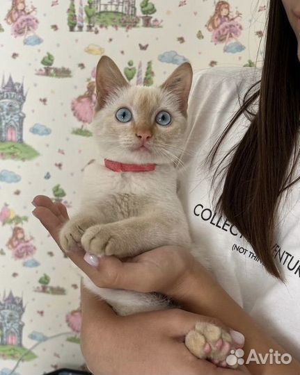 Кошка в дар