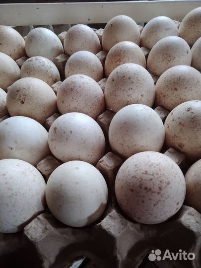 Яйца индоутки, индюшиная