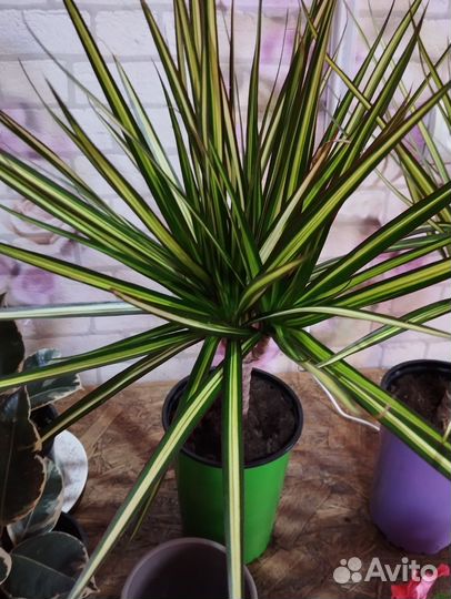 Комнатные цветы