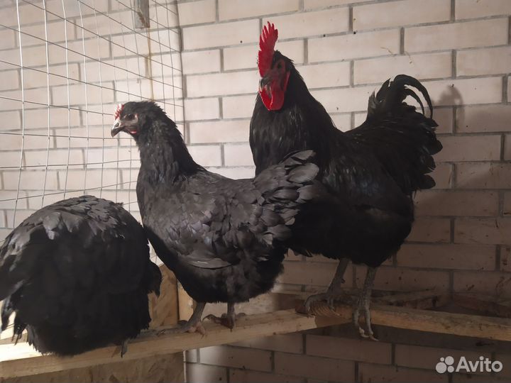 Яйцо билефельдера