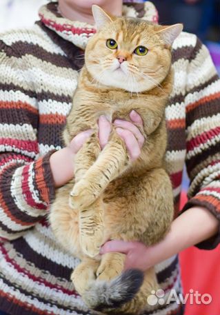 Шотландский кот вязка